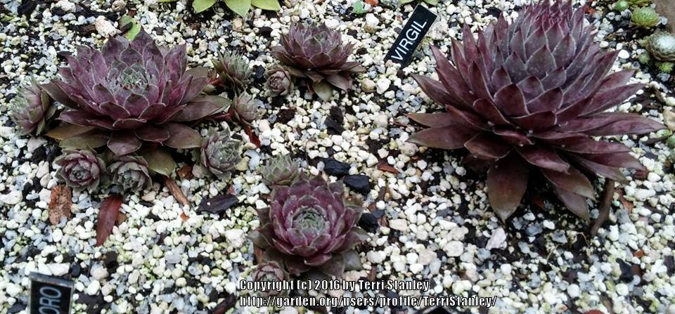 Photo of Hen and Chicks (Sempervivum 'Virgil') uploaded by TerriStanley