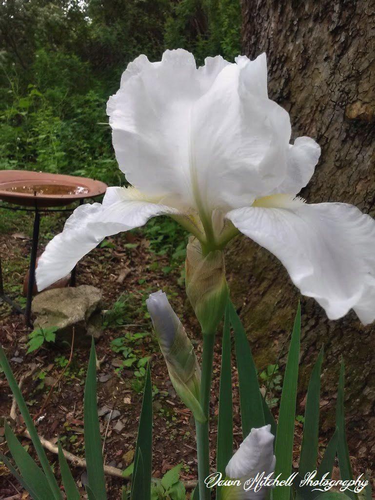 Photo of Tall Bearded Iris (Iris 'Immortality') uploaded by chesney123