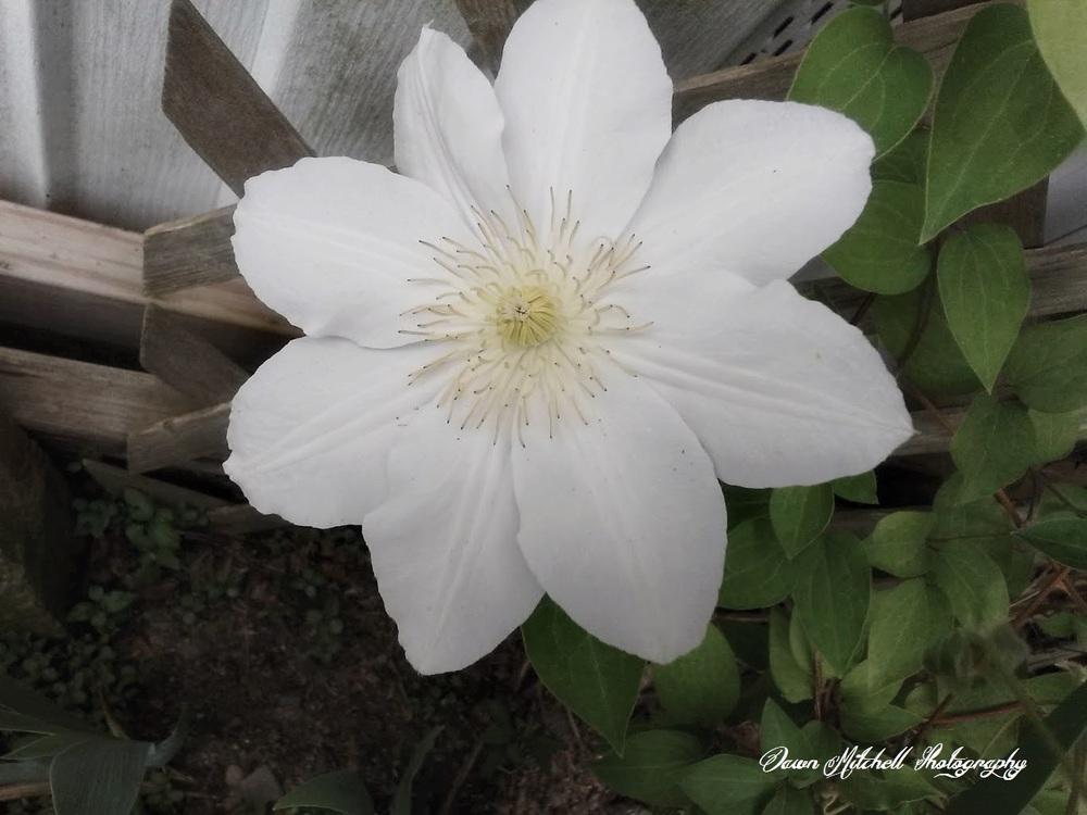 Photo of Clematis 'Henryi' uploaded by chesney123