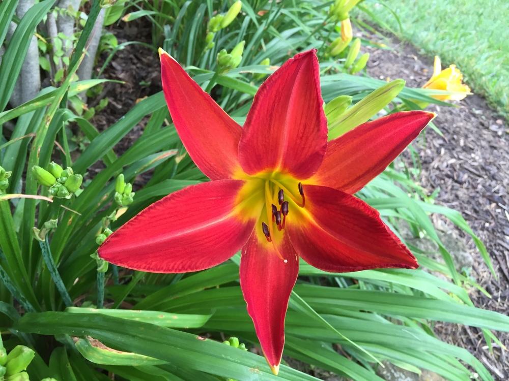 Photo of Daylily (Hemerocallis 'Point of View') uploaded by cottelpg