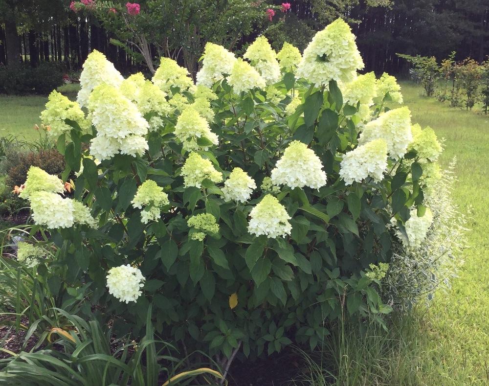 Photo of Panicle Hydrangea (Hydrangea paniculata Limelight™) uploaded by scflowers