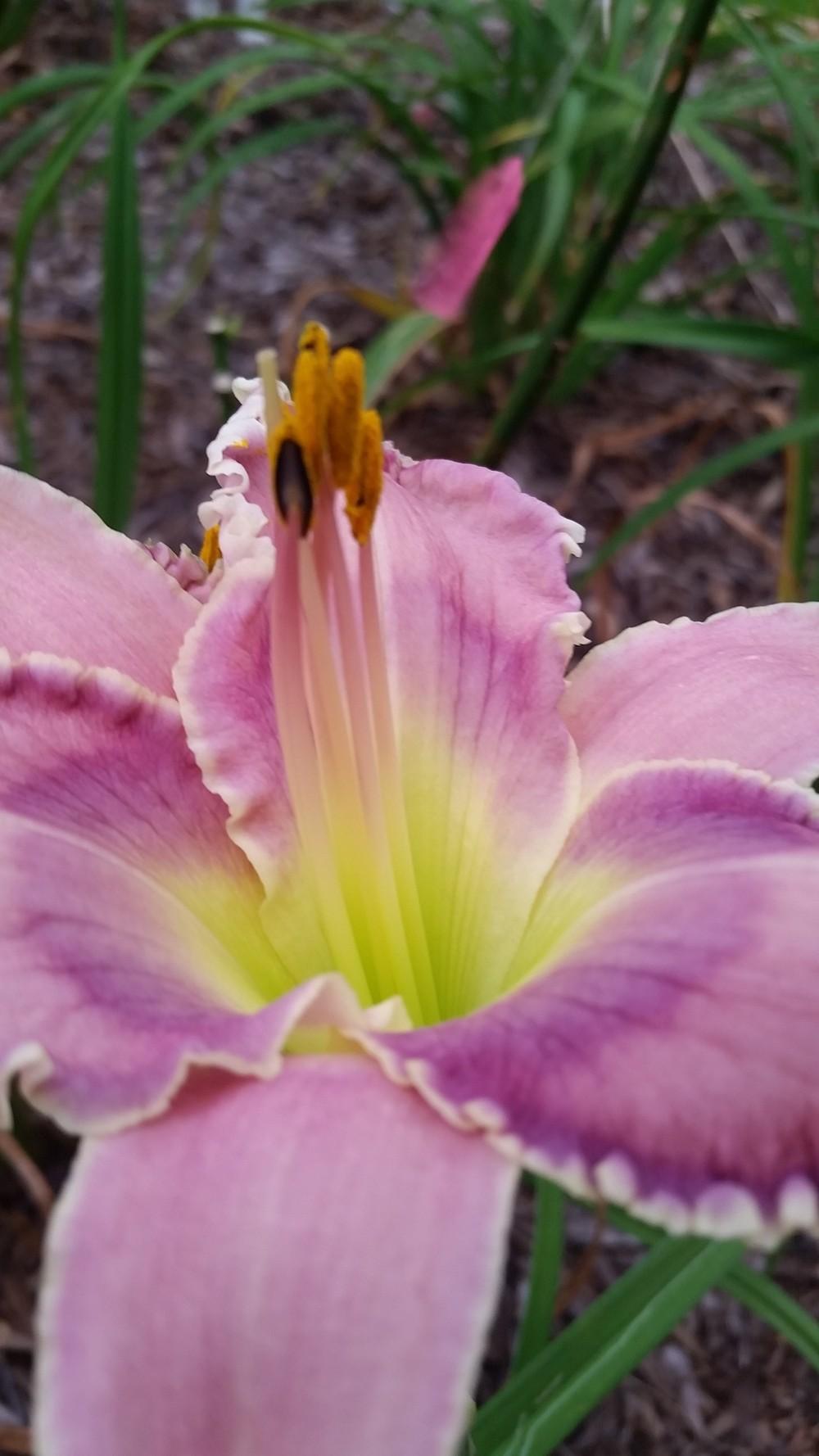 Photo of Daylily (Hemerocallis 'Purple Peace') uploaded by value4dollars