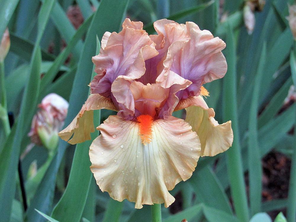 Photo of Tall Bearded Iris (Iris 'Broome Sunset') uploaded by Lestv