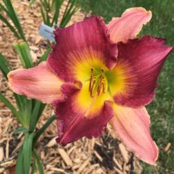 Location: my zone 5 garden
Date: 2016-07-06
Very 2nd bloom on a new plant this year.
