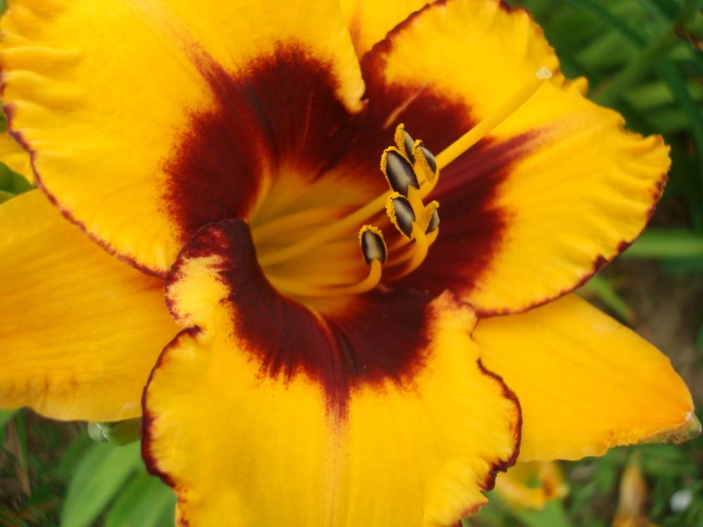 Photo of Daylily (Hemerocallis 'Warrior's Spear') uploaded by luvmyseeds