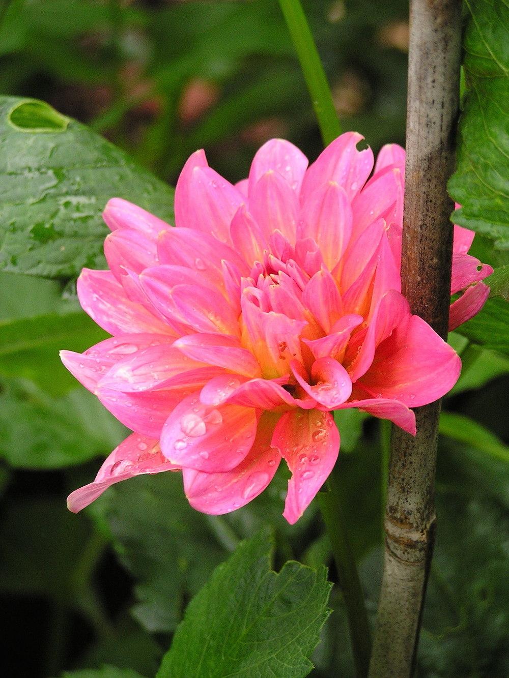 Photo of Dahlia 'Excentric' uploaded by mandolls