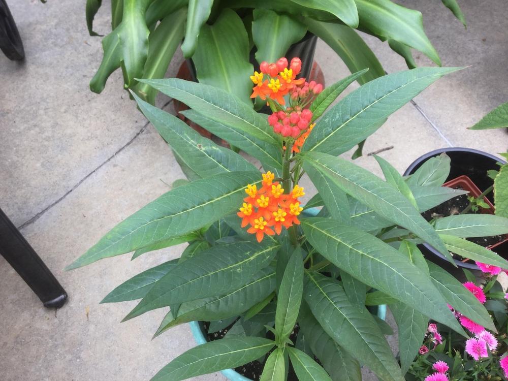 Photo of Tropical Milkweed (Asclepias curassavica) uploaded by DebbieC
