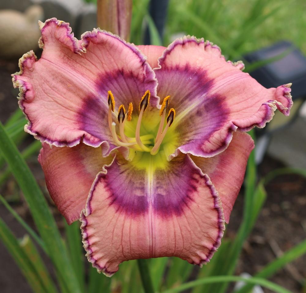 Photo of Daylily (Hemerocallis 'Tides Roll In') uploaded by DougSoCal