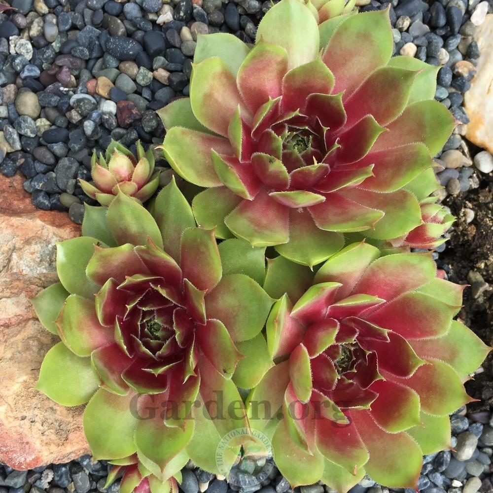 Photo of Hen and Chicks (Sempervivum 'Gay Jester') uploaded by Patty