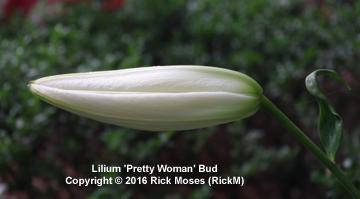 Photo of Lily (Lilium 'Pretty Woman') uploaded by RickM