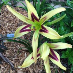 Location: my zone 5 garden
Date: 2016-07-08
My very first blooms on a new plant this year - I have tried to g