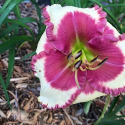 Location: my zone 5 garden
Date: 2016-07-08
This is a smaller bloom than I thought it would be, but exactly a