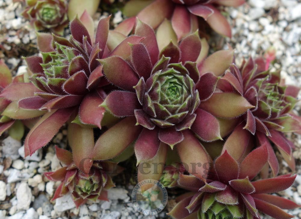 Photo of Hen and Chicks (Sempervivum 'Black Mountain') uploaded by springcolor