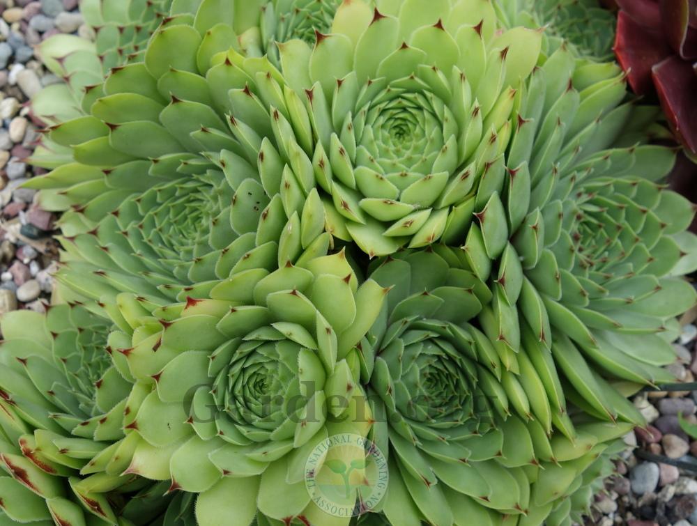 Photo of Hen-and-Chickens (Sempervivum calcareum 'Limelight') uploaded by springcolor