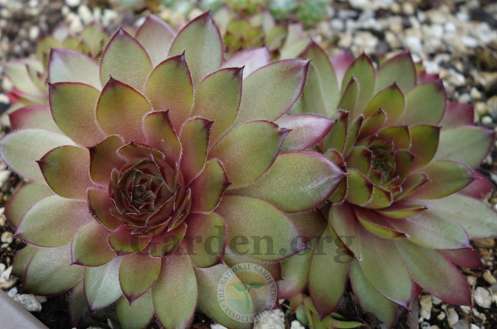 Photo of Hen and Chicks (Sempervivum 'Mitchell's Gold') uploaded by springcolor