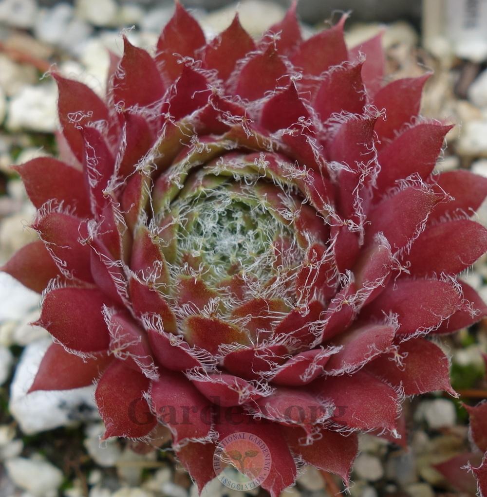 Photo of Hen and chicks (Sempervivum 'Beta') uploaded by springcolor