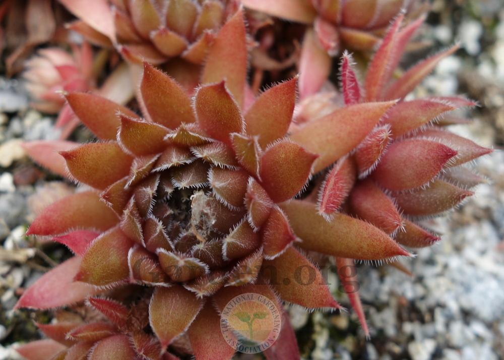 Photo of Hen and Chicks (Sempervivum 'Pastel') uploaded by springcolor