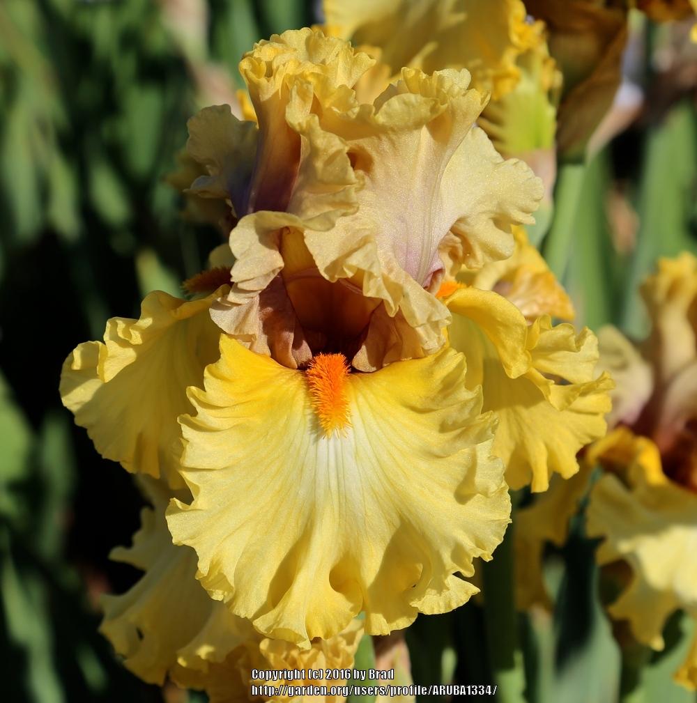 Photo of Tall Bearded Iris (Iris 'Idle Rich') uploaded by ARUBA1334