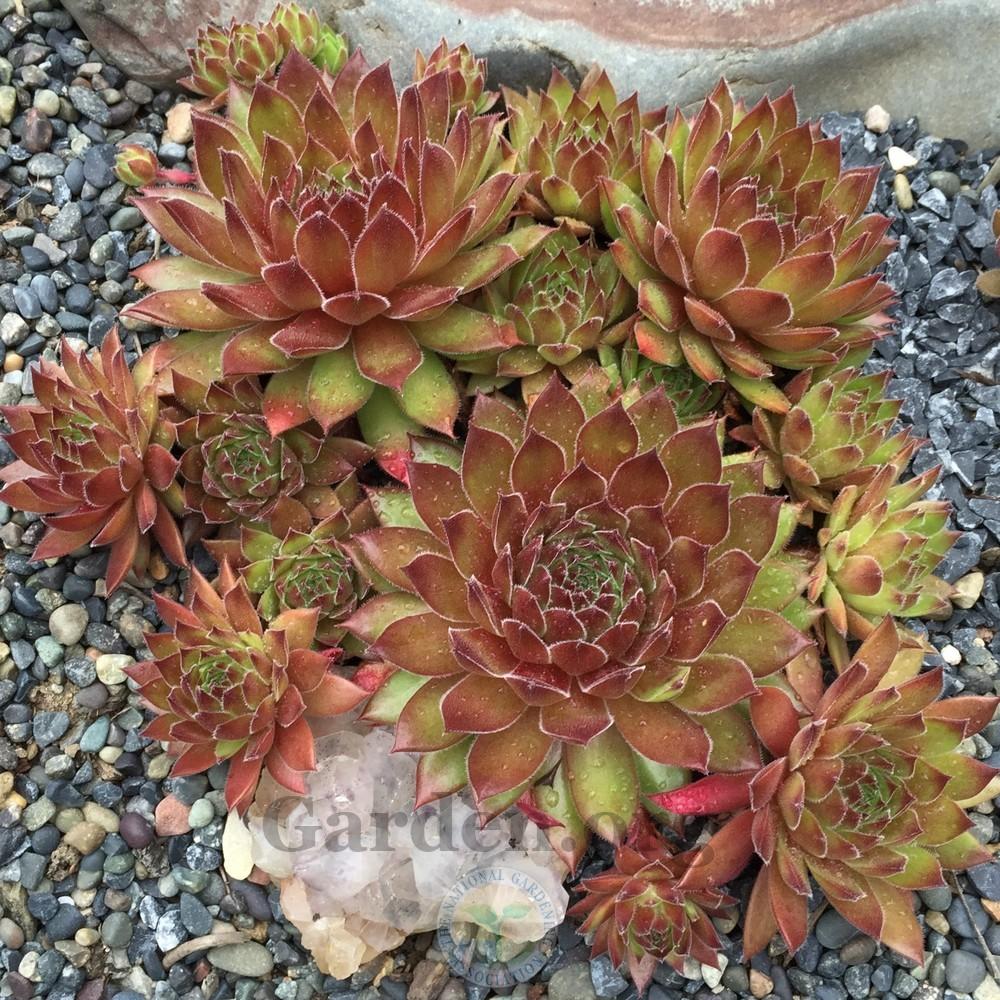 Photo of Hen and Chicks (Sempervivum 'Hart 8') uploaded by Patty