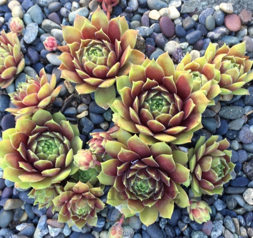 Photo of Hen and Chicks (Sempervivum 'Black Mountain') uploaded by Patty