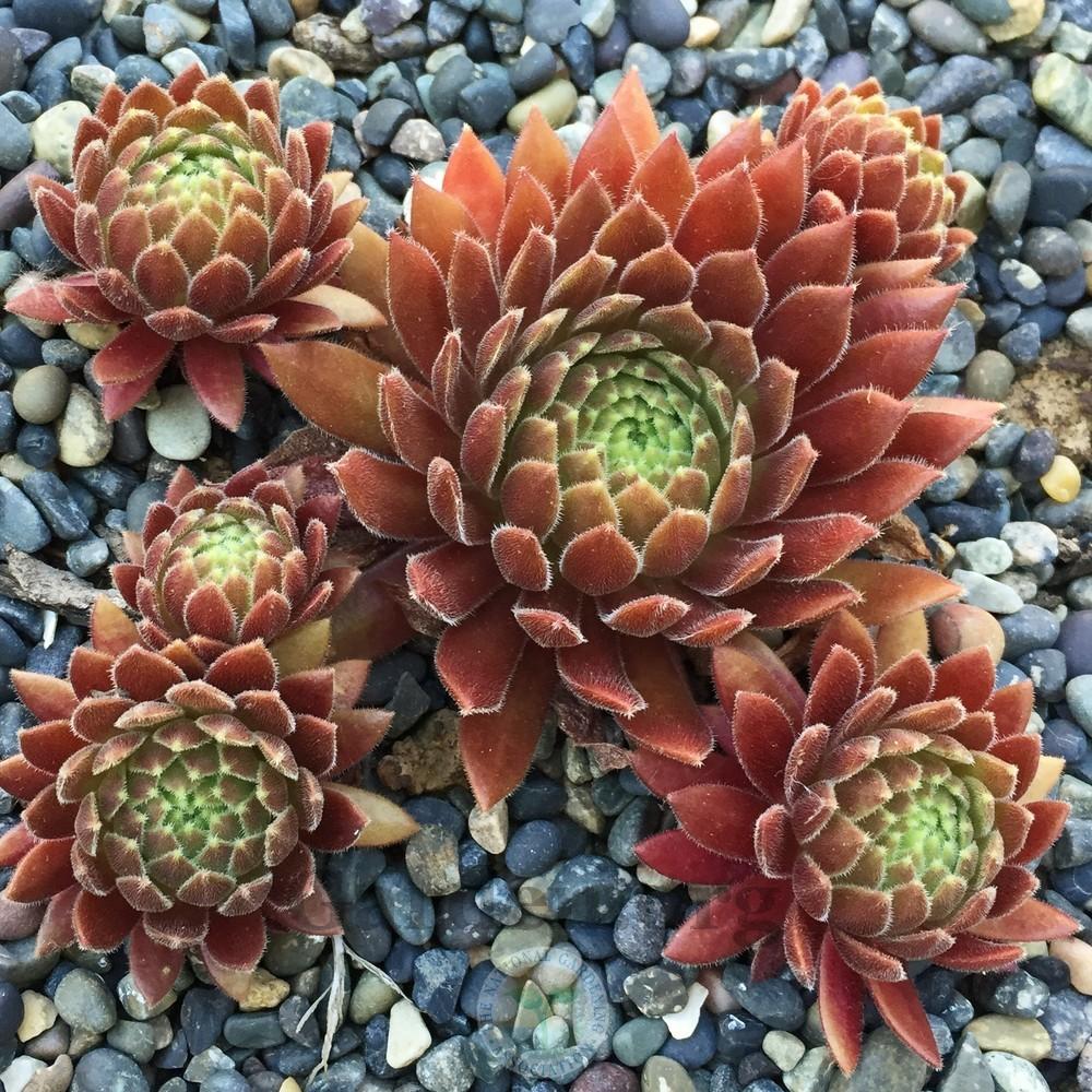 Photo of Hen and Chicks (Sempervivum 'Terracotta Baby') uploaded by Patty