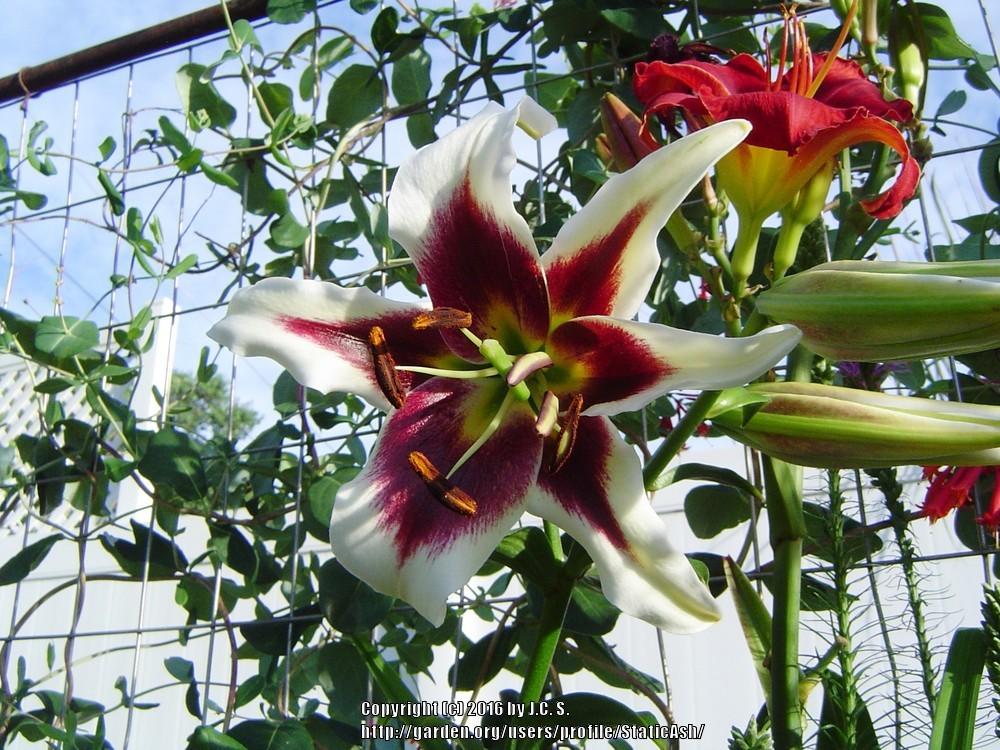 Photo of Lily (Lilium 'Altari') uploaded by StaticAsh