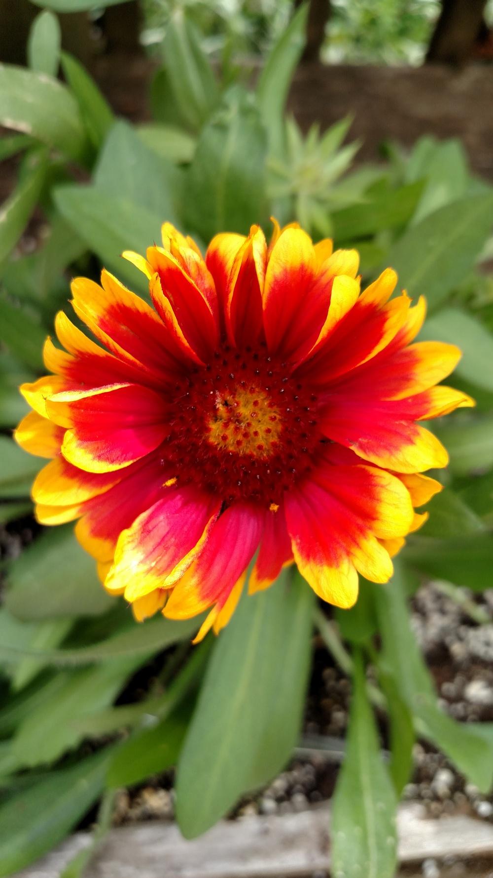 Photo of Blanket Flower (Gaillardia 'Arizona Sun') uploaded by Toni