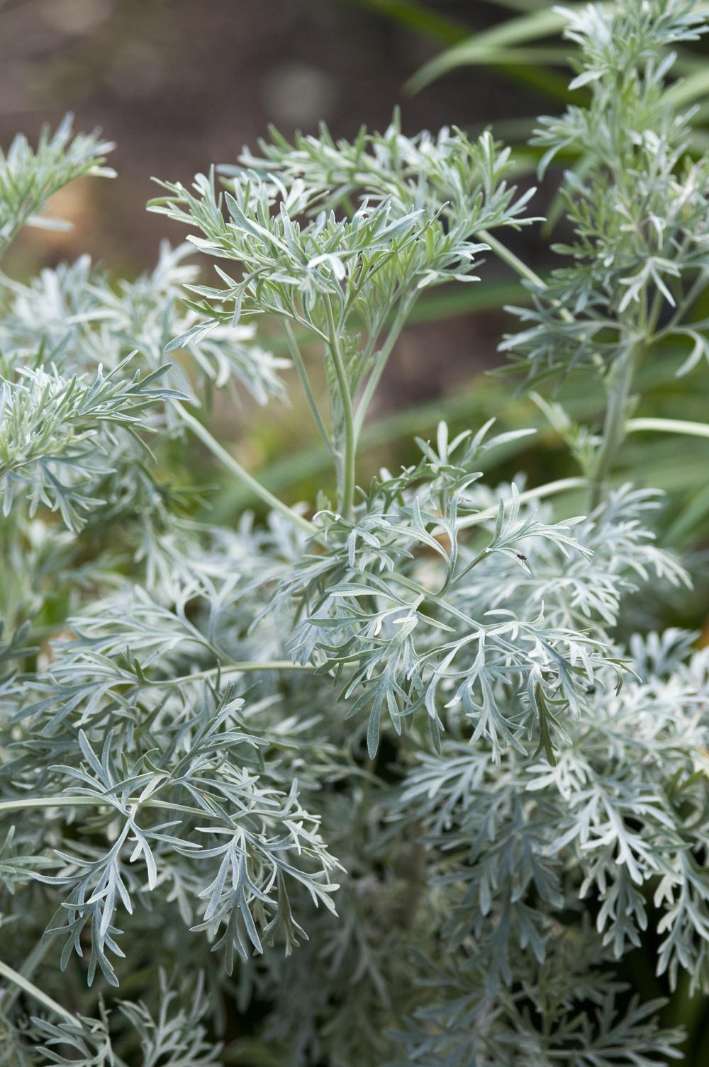 Photo of Wormwood (Artemisia 'Powis Castle') uploaded by cliftoncat