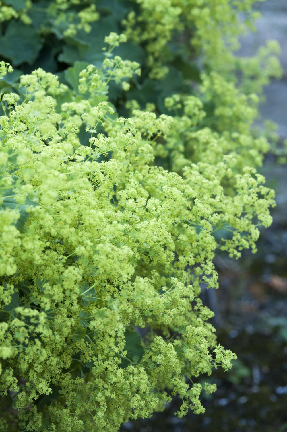 Photo of Lady's Mantle (Alchemilla mollis) uploaded by cliftoncat