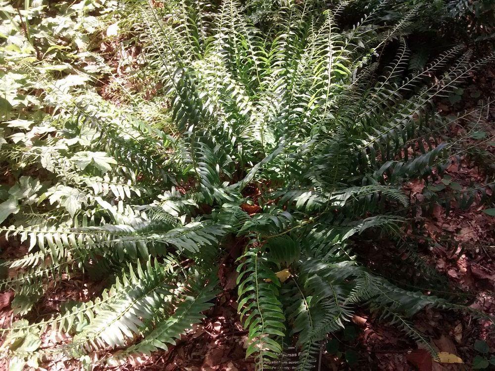 Photo of Christmas Fern (Polystichum acrostichoides) uploaded by robertduval14