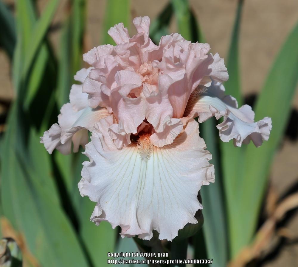 Photo of Tall Bearded Iris (Iris 'Note to God') uploaded by ARUBA1334
