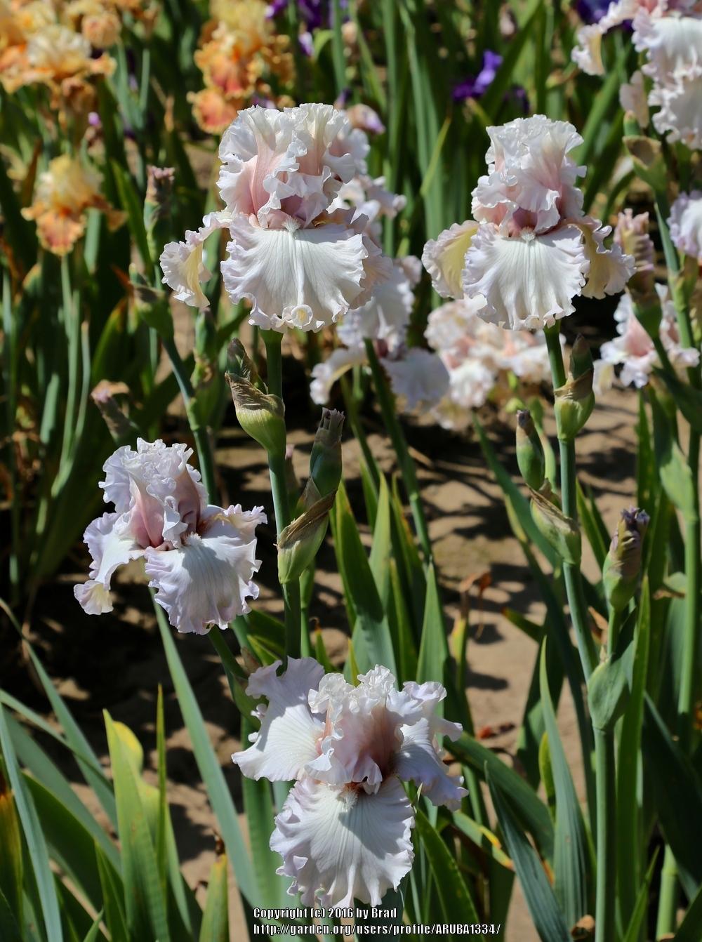 Photo of Tall Bearded Iris (Iris 'Eleganza') uploaded by ARUBA1334