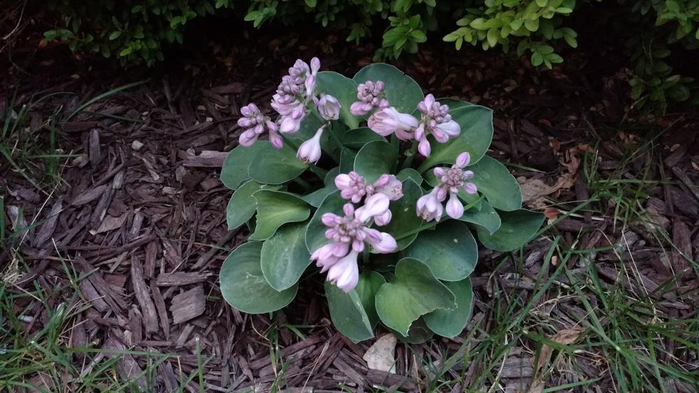 Photo of Hosta 'Blue Mouse Ears' uploaded by DogsNDaylilies