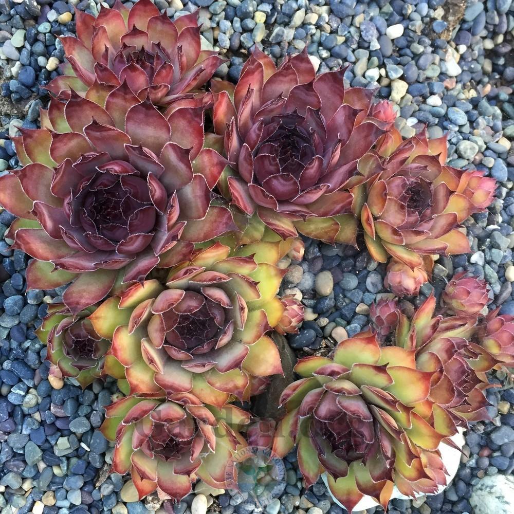 Photo of Hen and Chick (Sempervivum 'Congo') uploaded by Patty