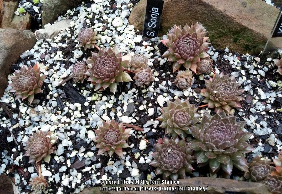 Photo of Hen and Chicks (Sempervivum 'Sonja') uploaded by TerriStanley