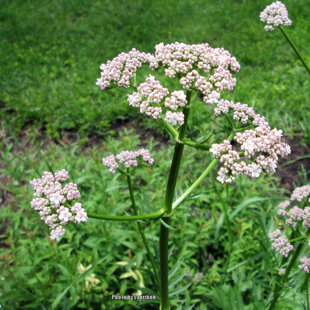 Photo of Valerian (Valeriana officinalis) uploaded by lauribob