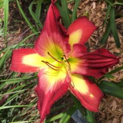 Location: my zone 5 garden
Date: 2016-07-10
My very first bloom on a brand new plant this year - love it.