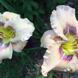 Location: my zone 5 garden
Date: 2016-07-10
I am crazy about this plant - it has bloomed and bloomed and it h