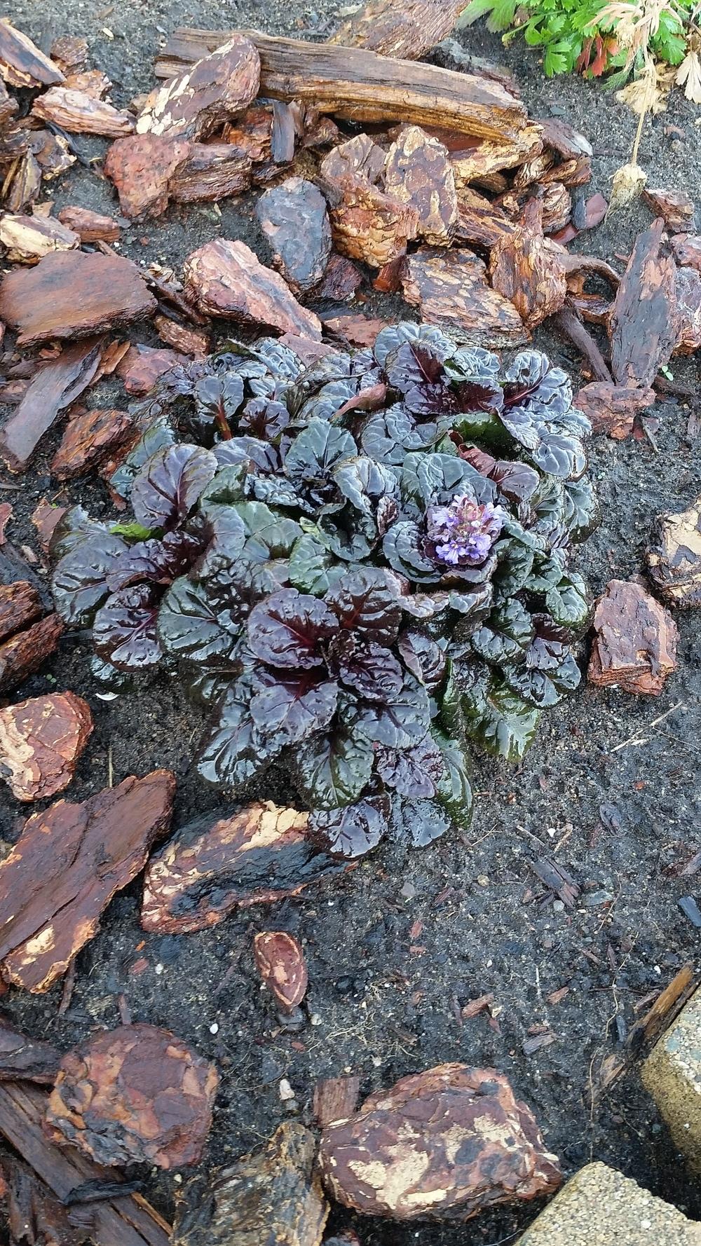 Photo of Bugleweed (Ajuga reptans Black Scallop™) uploaded by robynanne