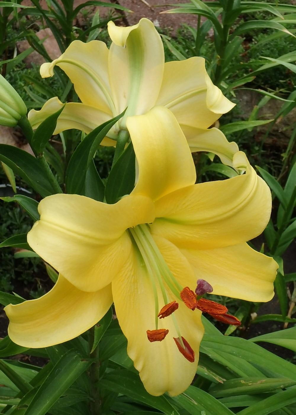 Photo of Lily (Lilium 'Corcovado') uploaded by stilldew