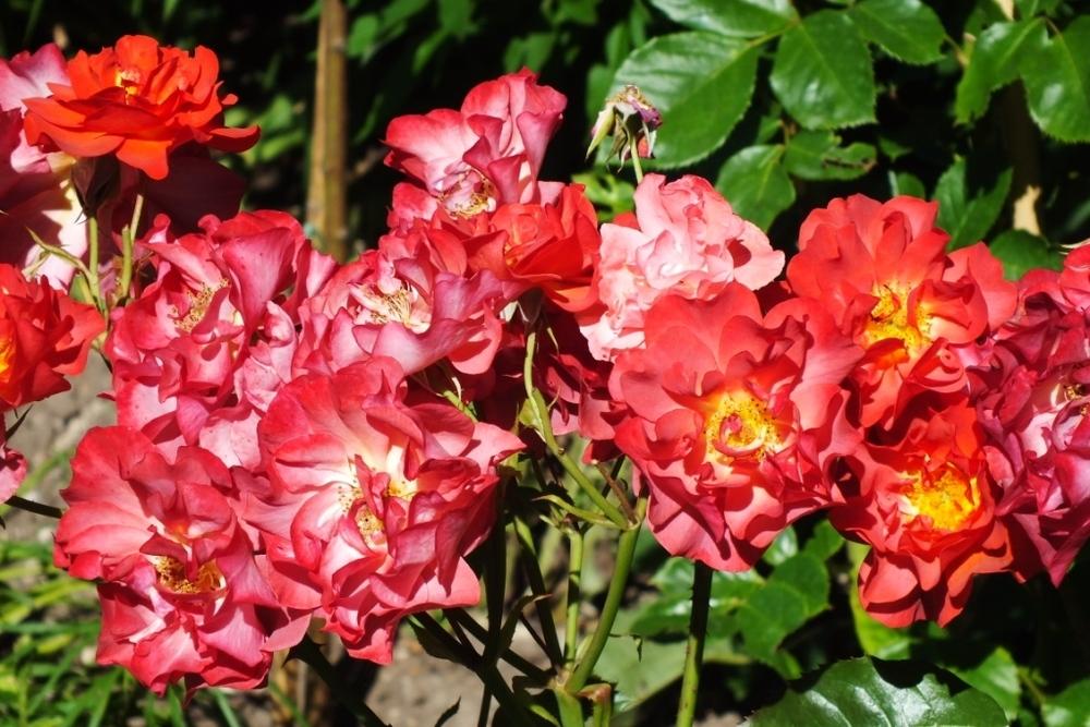 Photo of Floribunda Rose (Rosa 'Cinco de Mayo') uploaded by sunnyvalley