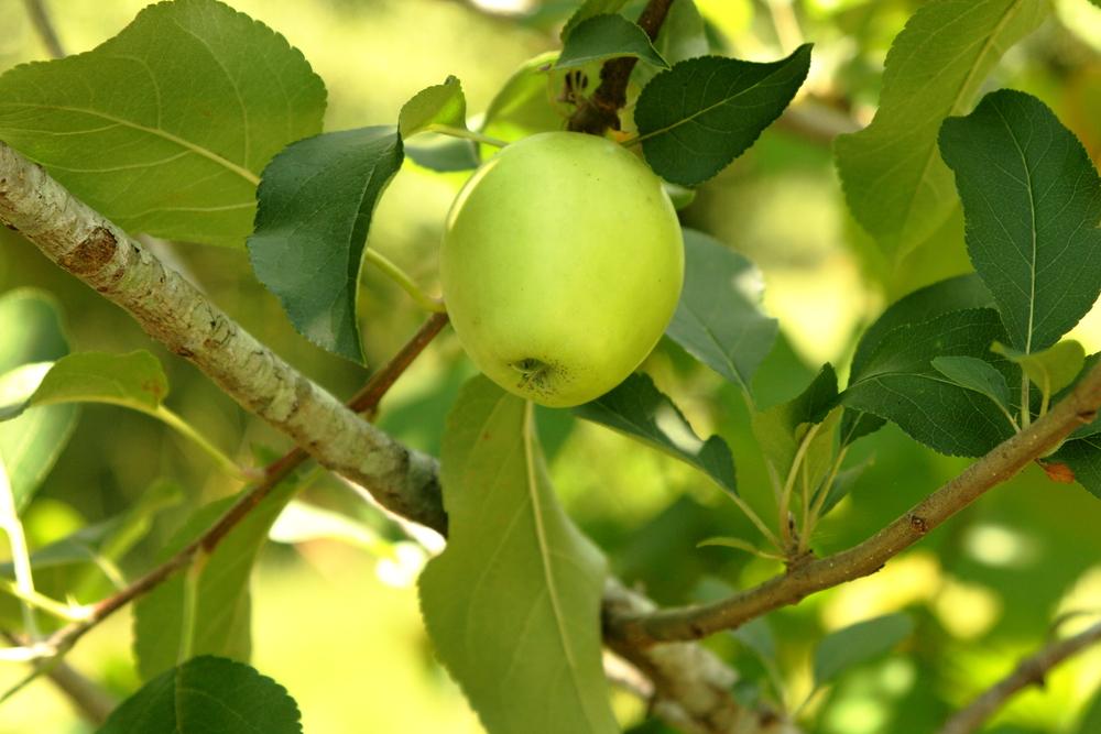 Photo of Apple (Malus domestica 'Dorsett Golden') uploaded by Dragonkeep