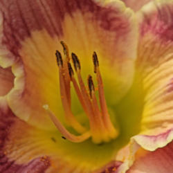 Location: Quincy, FL
Date: 6/5
Stamens and pistil as well as the tiniest unknown but at base of 