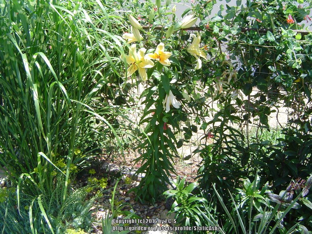 Photo of Lily (Lilium 'Corcovado') uploaded by StaticAsh