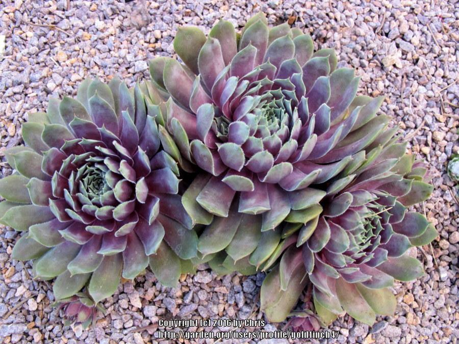 Photo of Hen and Chick (Sempervivum 'Polly Bishop') uploaded by goldfinch4
