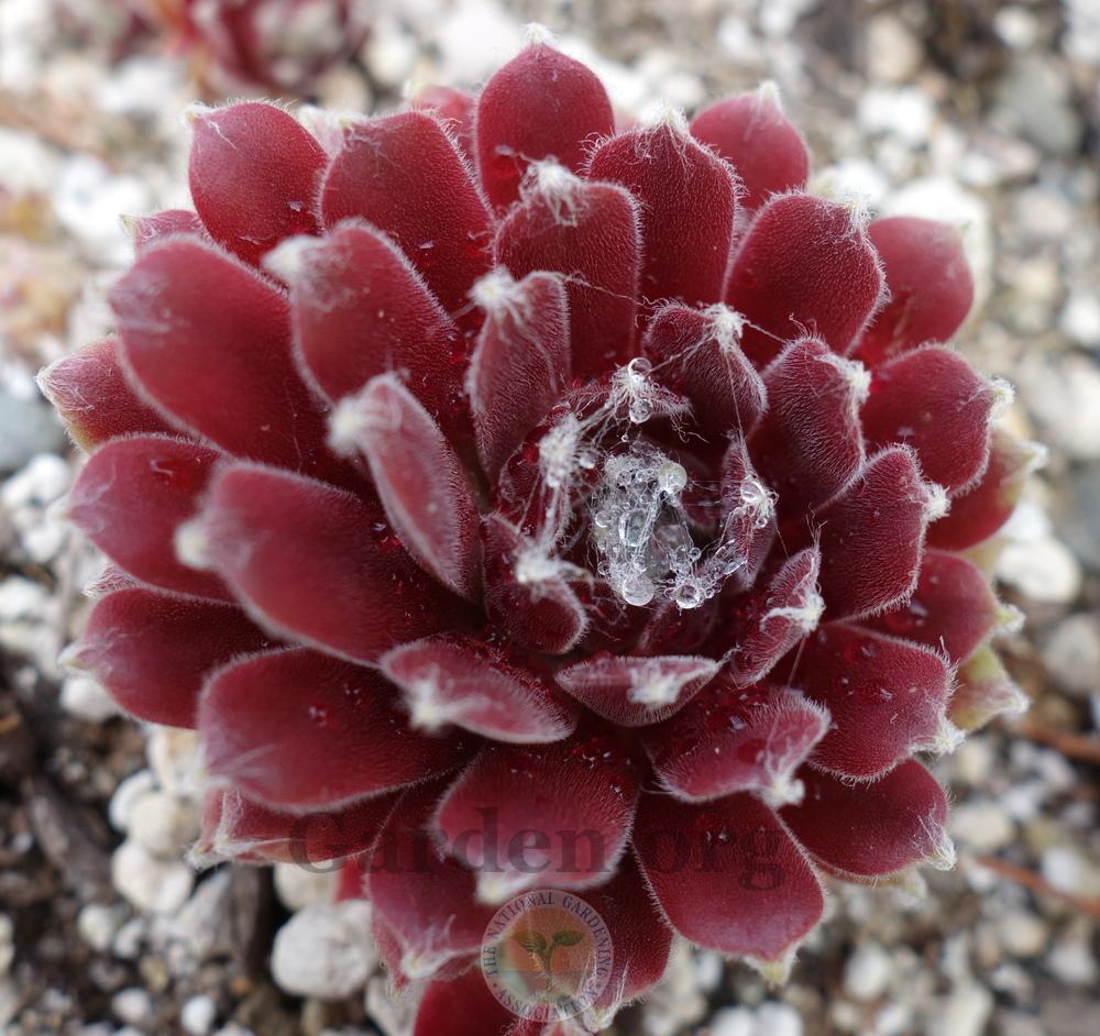 Photo of Hen and Chick (Sempervivum 'Rachael') uploaded by springcolor