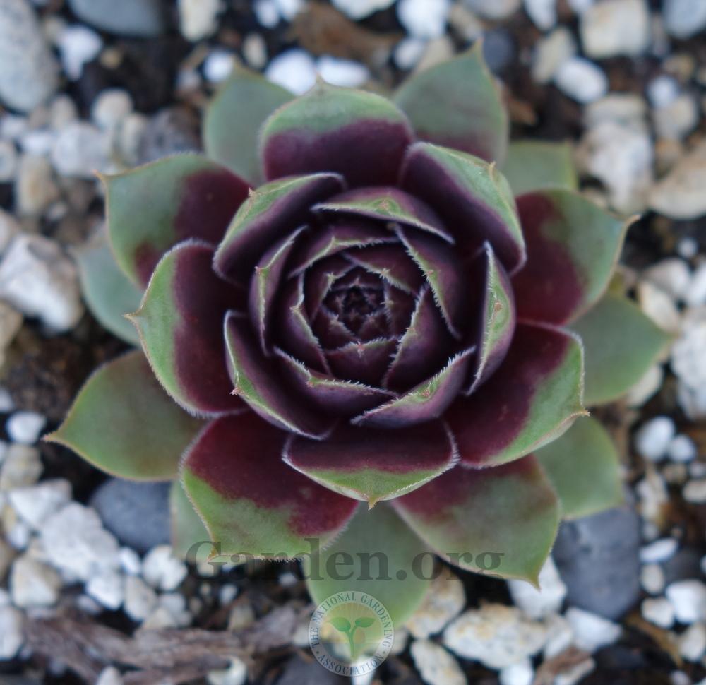 Photo of Hen and Chicks (Sempervivum 'Picasso') uploaded by springcolor