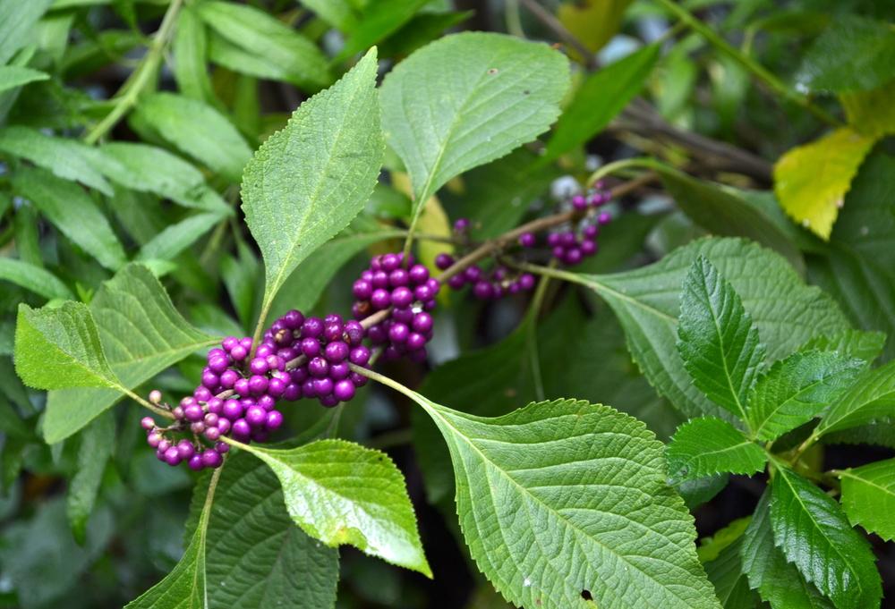Photo of American Beautyberry (Callicarpa americana) uploaded by sunkissed