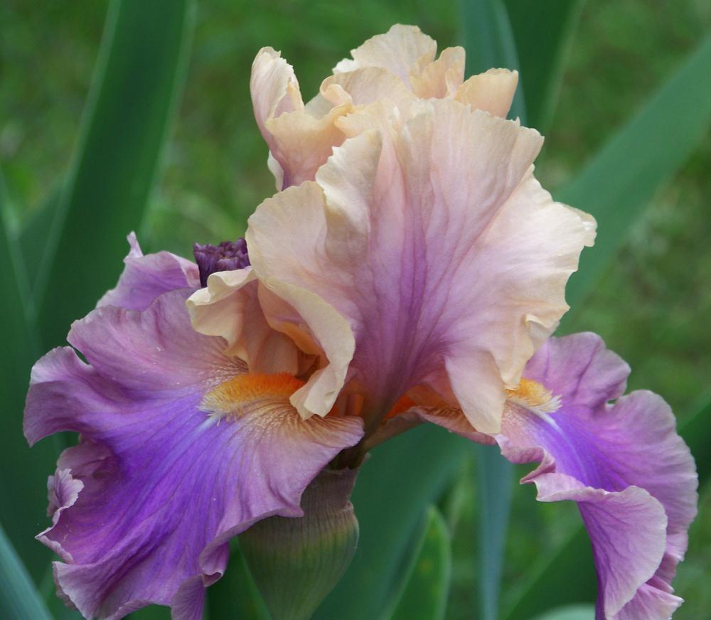 Photo of Tall Bearded Iris (Iris 'Chasing Rainbows') uploaded by LynNY