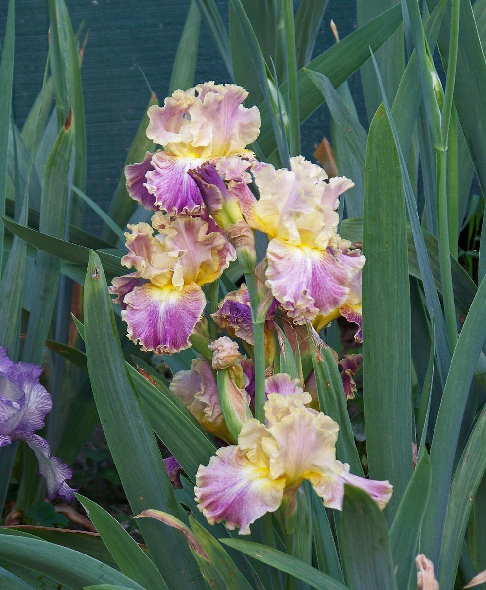 Photo of Tall Bearded Iris (Iris 'High Master') uploaded by LynNY